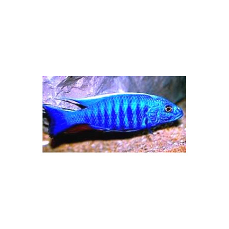 Haplochromis / Sciaenochromis ahli bleu électrique 4-5 cm