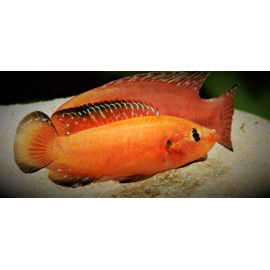 Hemichromis exsul - Joyau rouge du lac Turkana 3.5-4 cm