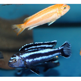 Melanochromis / Pseudotropheus johannii 4.5-5 cm