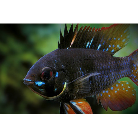 Microgeophagus ramirezi black devil - Ramirezi noir devil 3.50 cm