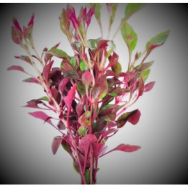 Alternanthera ficoidea en pot