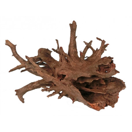 Racine naturelle CORBO ROOT L 40-60 cm