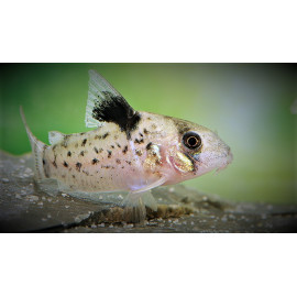 Corydoras leucomelas orinoco - Corydoras à dorsale noire 3-4 cm sauvage