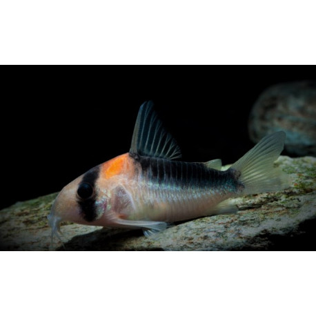 Corydoras duplicareus 2.50 cm