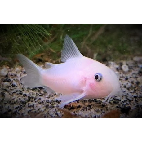 Corydoras panda snow White - 2.5-3.0 cm