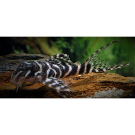 Hypancistrus sp. 'l066' peckoltia sp. king tiger  - 3-4 cm