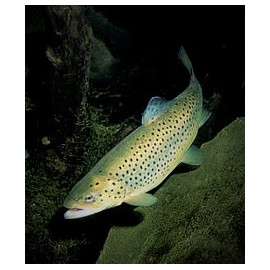 Salmo Trutta - Truite - 3.00 cm