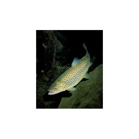 Salmo Trutta - Truite - 3.00 cm