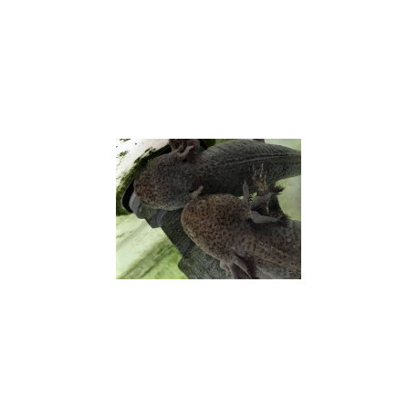 Axolotl sauvage brun/Vert tacheté  5-9 cm ambystoma mexicanum ELEVAGE