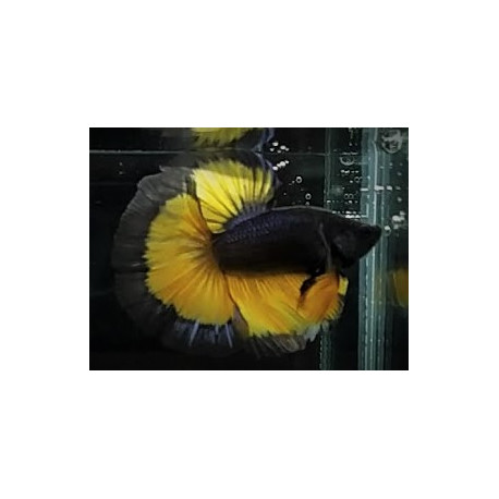 Betta splendens - Combattant mâle halfmoon "Mustard Gas" 5.00 cm