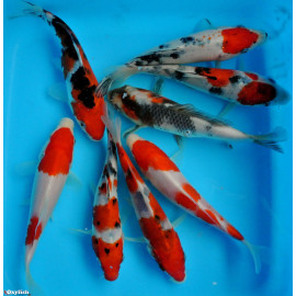 Assortiment de koi TOSAI Japon Kohaku ,sanke, showa, Aka Matsuba (farm marusei) 15-18 cm