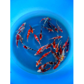 Koi japonaise (sakazume koi farm) Kohaku,    - 16-20 cm