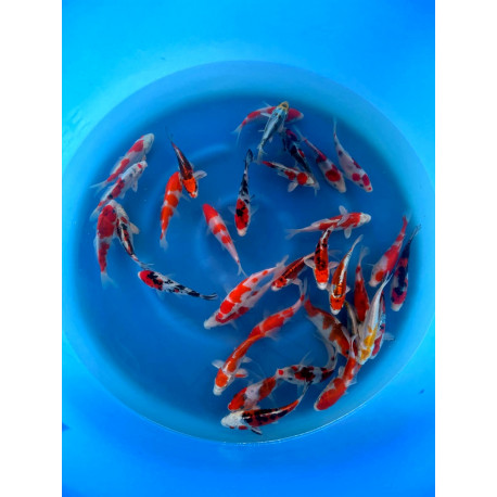 Koi japonaise (sakazume koi farm) Kohaku,    - 16-20 cm