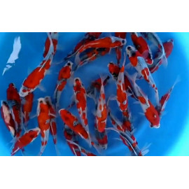 Assortiment de koi Japon - GOSHIKI  (farm KANNO) -  15-18 cm