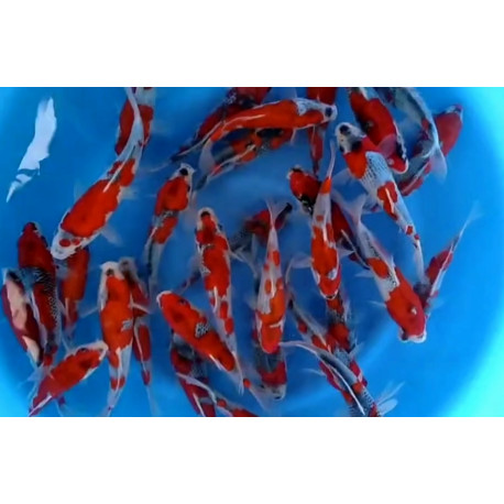 Assortiment de koi Japon - GOSHIKI  (farm KANNO) -  15-18 cm