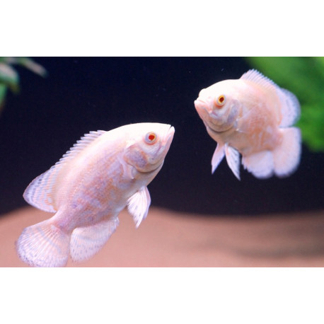 Astronotus ocellatus - Oscar tigre albino - 7.00 cm