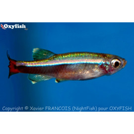 Tanichthys albonubes - Faux néon 2.50 cm