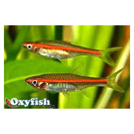 Rasbora pauciperforata à ligne rouge 3.00 cm