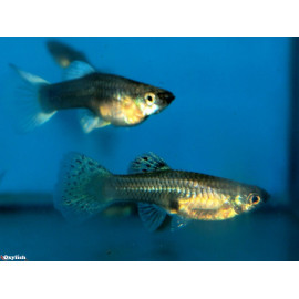 Poecilia reticulata - Guppy femelle en assortiment 3-3.5 cm