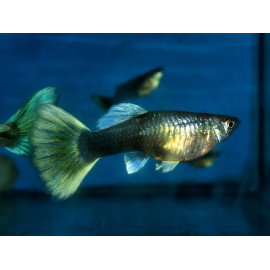 Poecilia reticulata - Guppy femelle en assortiment 3-3.5 cm