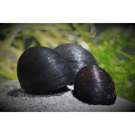 Neritina Abalone - Escargot Anthracite  - 2-3 cm