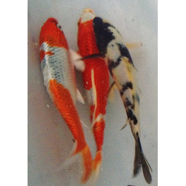 Assortiment carpes koi europe 40-45 cm