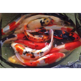 Assortiment carpes koi europe 40-45 cm