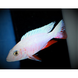 Sciaenochromis fryeri snow white 3-5 cm