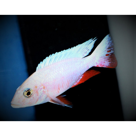 Sciaenochromis fryeri snow white 3-5 cm