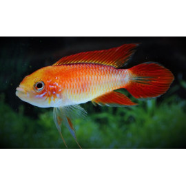 Apistogramma agassizii Super Rouge 4-5 cm