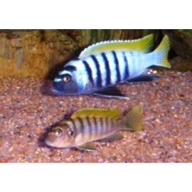 Cynotilapia  afra jalo reef  3-3.5cm