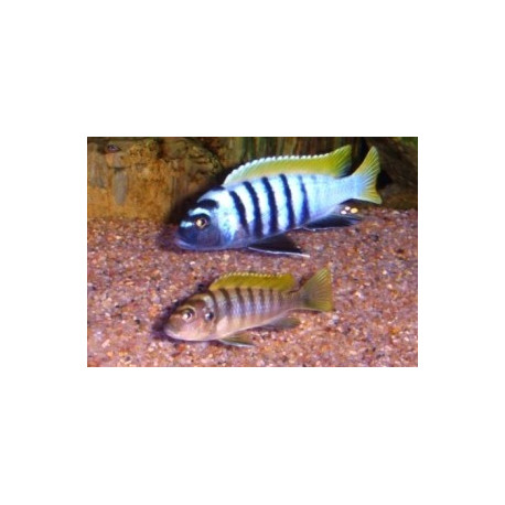 Cynotilapia  afra jalo reef  3-3.5cm