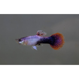 Poecilia reticulata pink tuxedo - Guppy mâle rose tuxedo 3.50 cm