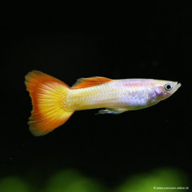 Poecilia reticulata - Guppy mâle sunset micariff 3.50 cm