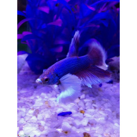 Betta plakat dumbo combattant male dumbo elephant   4.5 cm