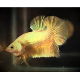 Betta plakat - Combattant mâle Half Moon "24k Gold" 5.00 cm