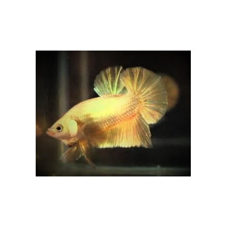 Betta plakat - Combattant mâle Half Moon "24k Gold" 5.00 cm