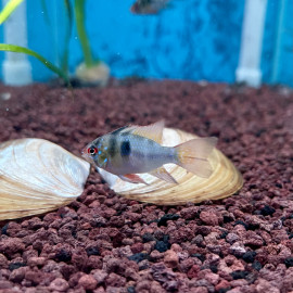 Microgeophagus ramirezi long fin - Ramirezi voilé 3.5-4 cm