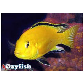 Labidochromis caeruleus gold jaune citron - 4.00 cm