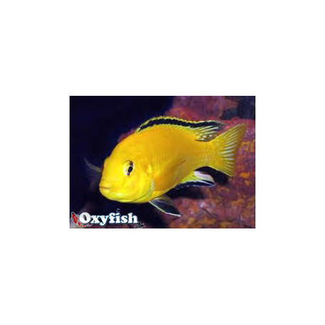 Labidochromis caeruleus gold jaune citron - 4.00 cm