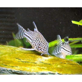 Corydoras trilineatus - Corydoras à 3 bandes  2-2.5 cm