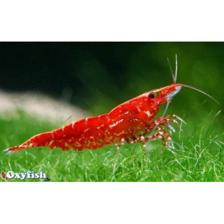 Neocaridina heteropoda Red Cherry - Crevette rouge cerise  1.5-1.8 cm