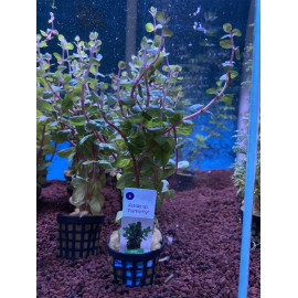 Rotala sp. Butterfly en pot