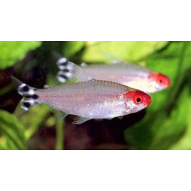 Hemigrammus rhodostomus - Tetra nez rouge 3.00 cm