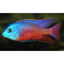 Protomelas taeniolatus "red empress" 3-5 cm