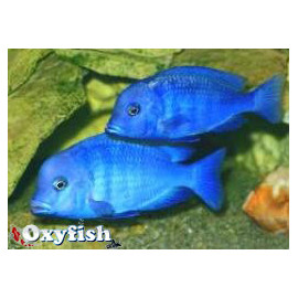Cyrtocara / Haplochromis moorii - " Dauphin bleu" 3-3.5 cm