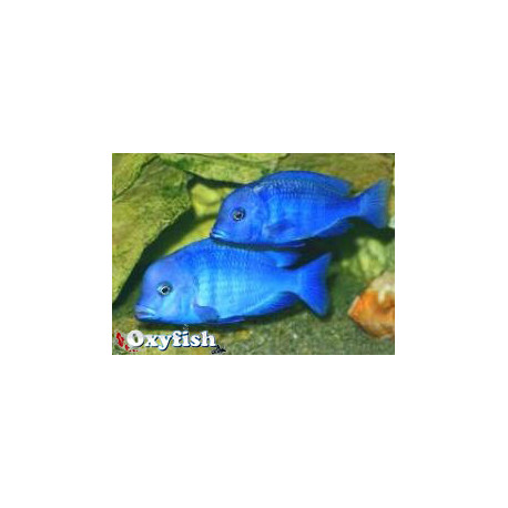Cyrtocara / Haplochromis moorii - " Dauphin bleu" 3-3.5 cm