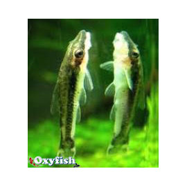 PROMO - LOT DE 10 Otocinclus affinis - Nettoyeur nain 3.00 cm sauvage