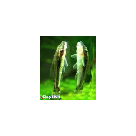 PROMO - LOT DE 10 Otocinclus affinis - Nettoyeur nain 3.00 cm sauvage