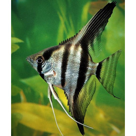 Pterophyllum scalare - Scalaire voilé en assortiment  3.5-4 cm